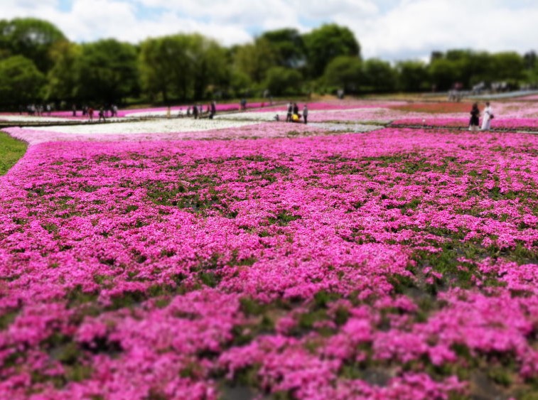 
芝桜